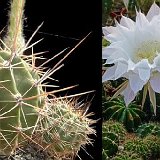 Echinopsis sp JL04-864.jpg